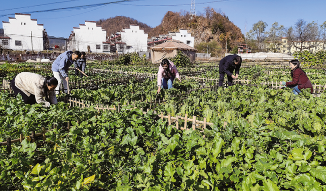 河灘荒地變身都市人的“云端菜園”