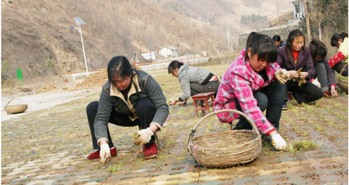 天竺山加快綠化進度迎接開園