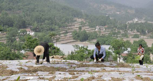 鎮(zhèn)安縣米糧鎮(zhèn)搶墑栽植烤煙2660畝