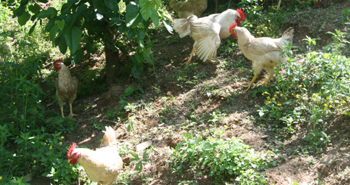 鎮(zhèn)安發(fā)展土雞養(yǎng)殖拓寬致富路