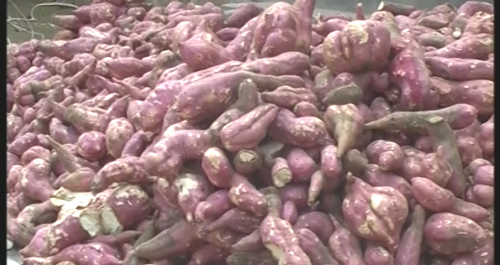 洛南縣王嶺鄉紅薯喜獲豐收