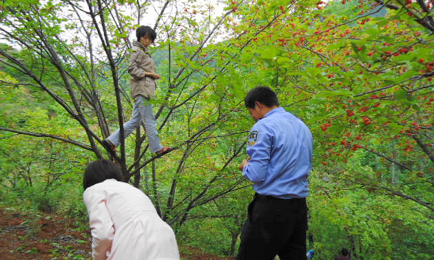 洛南縣景村鎮(zhèn)的櫻桃溝