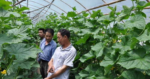 鳳凰鎮(zhèn)桃園村引進(jìn)推廣“ST生物防蟲劑”