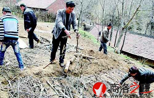 村民利用樹(shù)枝等廢棄資源種植豬苓